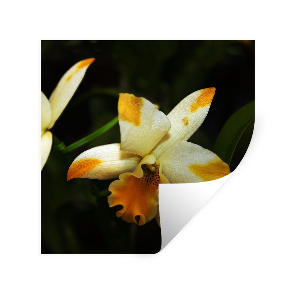 MuchoWow Wandtattoo Wandsticker Wandaufkleber Zwei Orchideenblüten 80x80 cm Selbstklebend und Repositionierbar - Wierderverwendbar - Selbstklebend