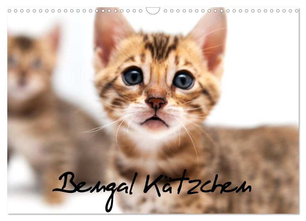 Bengal Kätzchen (Wandkalender 2027 DIN A3 quer), CALVENDO Monatskalender