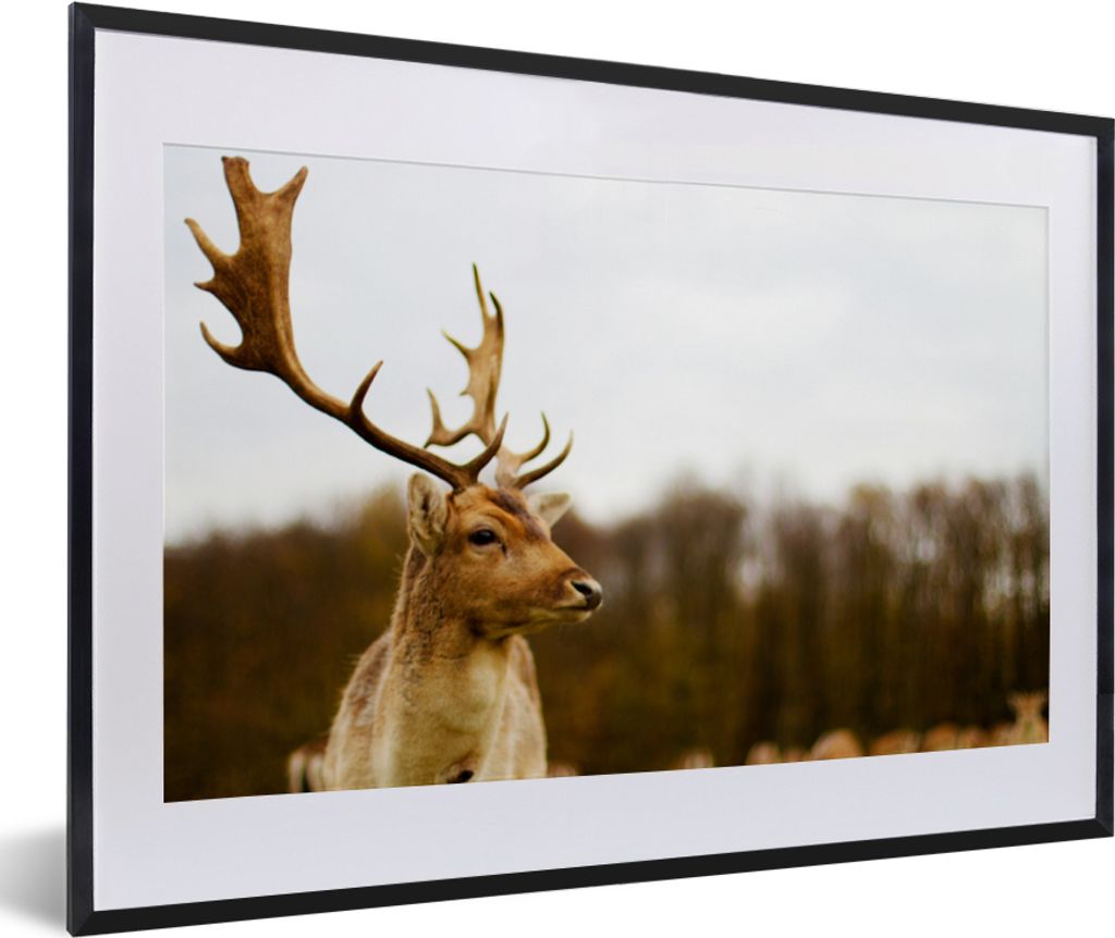MuchoWow Gerahmtes Poster Damhirsch - Wald - Herde - Tiere - Natur 60x40 cm - Poster mit Schwarzem Bilderrahmen Wandposter Rahmen Foto Bilder - S...
