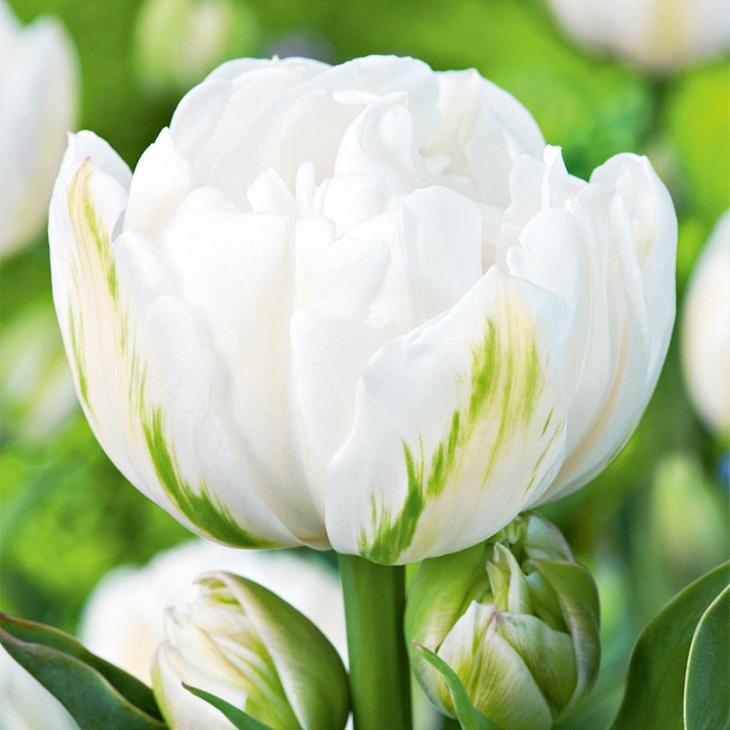 Tulpen Blumenzwiebeln Zwiebeln Blumen Gefüllte Tulpe Mount Produktbild 