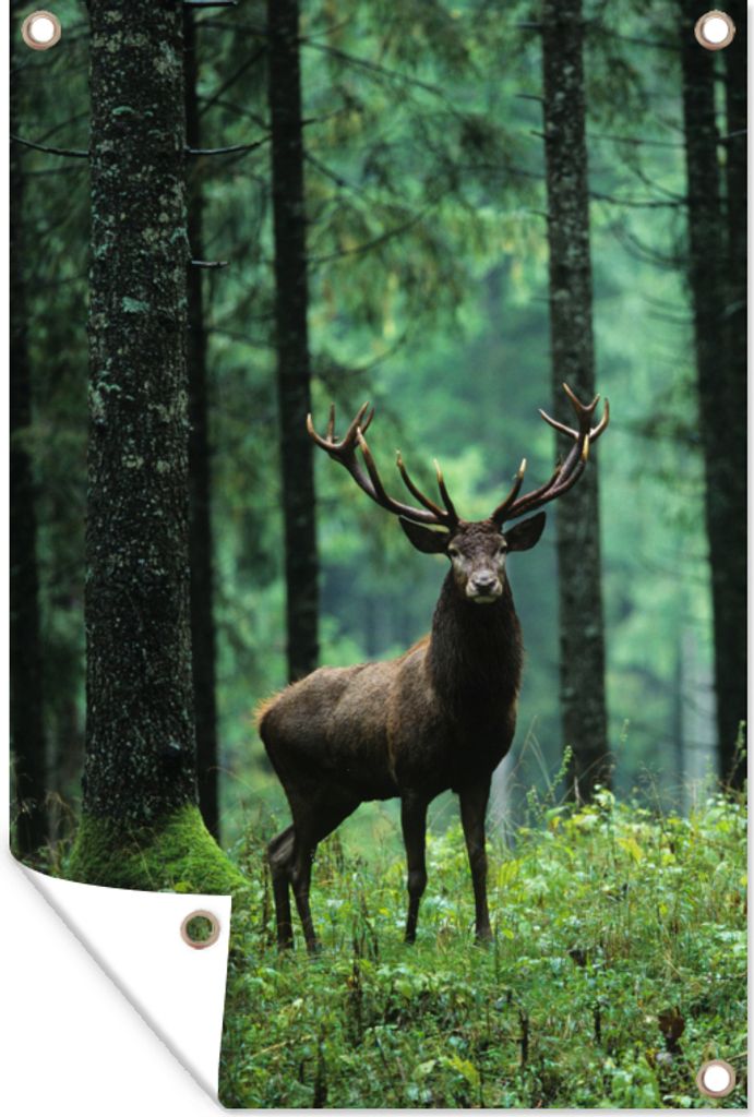 MuchoWow 60x90 cm Outdoor-Poster Gartendeko Sichtschutz Garten Poster für den Garten Hirsche - Wald - Bäume - Tiere - Natur