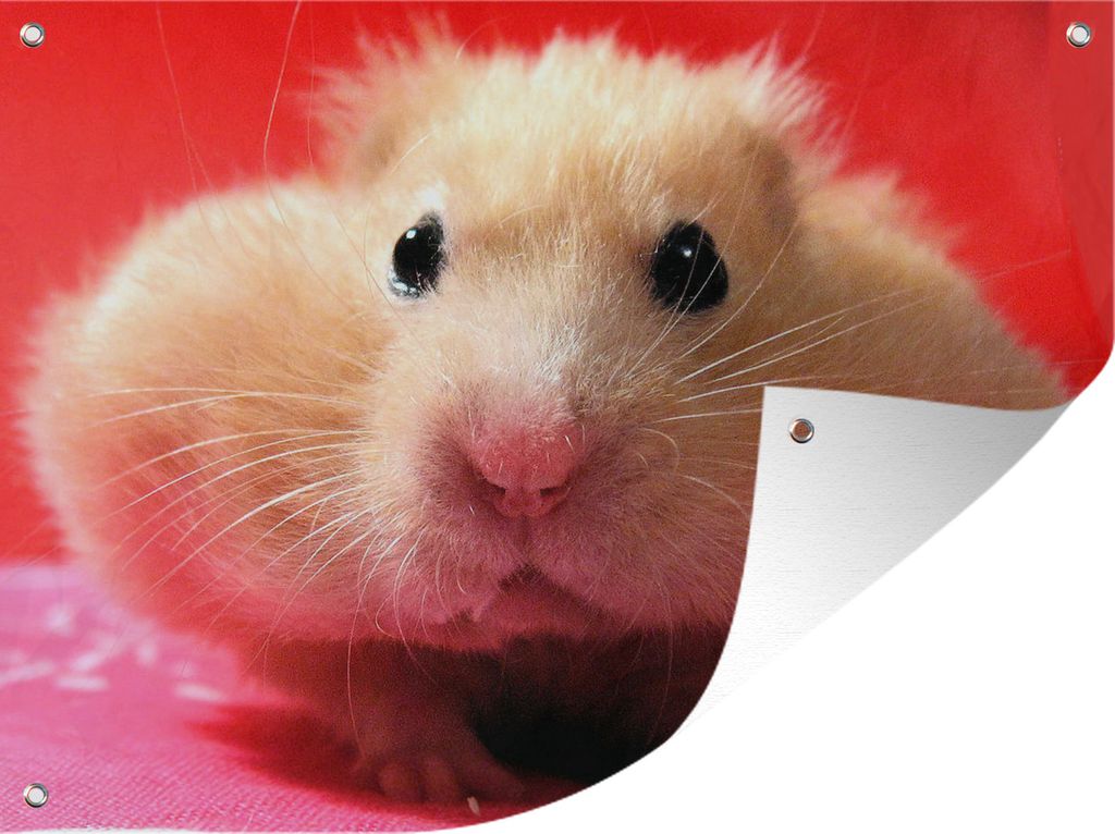 MuchoWow 80x60 cm Outdoor-Poster Gartendeko Sichtschutz Garten Poster für den Garten Nahaufnahme Hamster