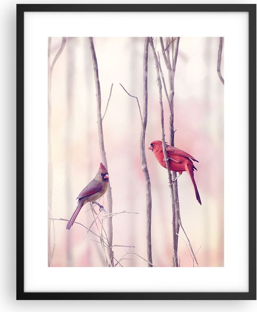 Gerahmtes Poster - Schwarzer Rahmen - Vögel Kardinal Scharlachrot - 40x50 cm - Wand Bild - Wanddeko - Wandbilder - Wandposter - Bilderrahmen - Bil...
