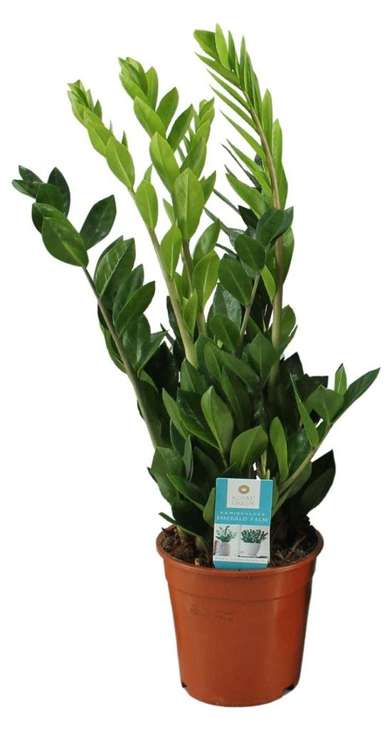 Zamioculcas Zamiifolia - 55-65cm - Ø17cm - Zimmerpflanze - Immergrün