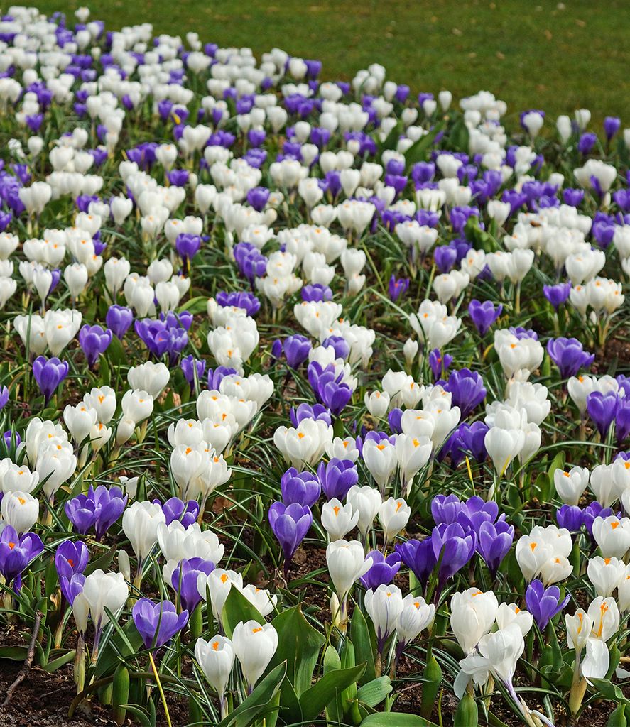BALDUR-Garten 30er Krokus-Mix 'Blau-weiß', Zwiebeln mit Produktbild 