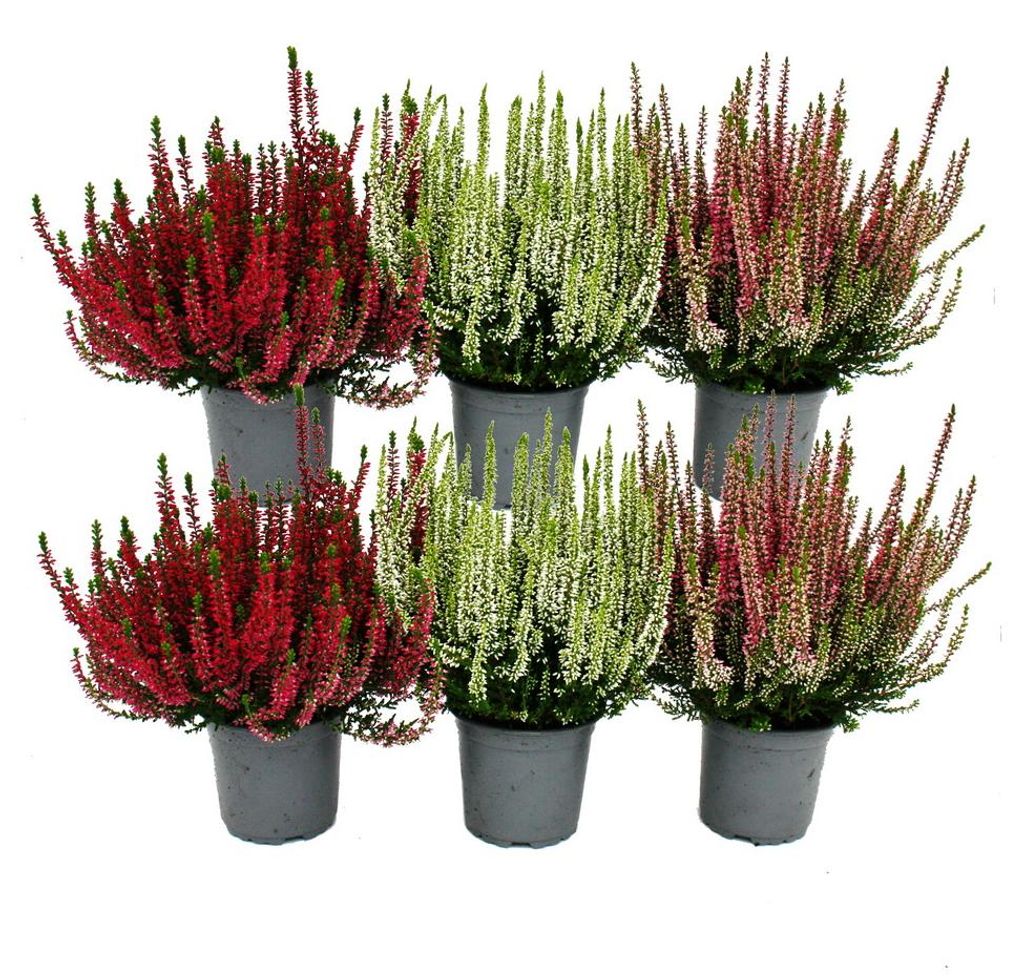 Conjunto de Calluna vulgaris (brezo común) con 6 plantas. Imagen del producto 