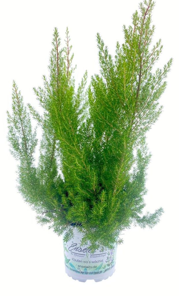 Enseleits Erika arborea, Baumheide 1 Herbstpflanze Produktbild 