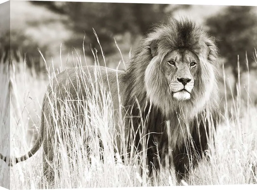 Tableau Lion savane 80x60 cm - Toile haute définition aspect galerie
