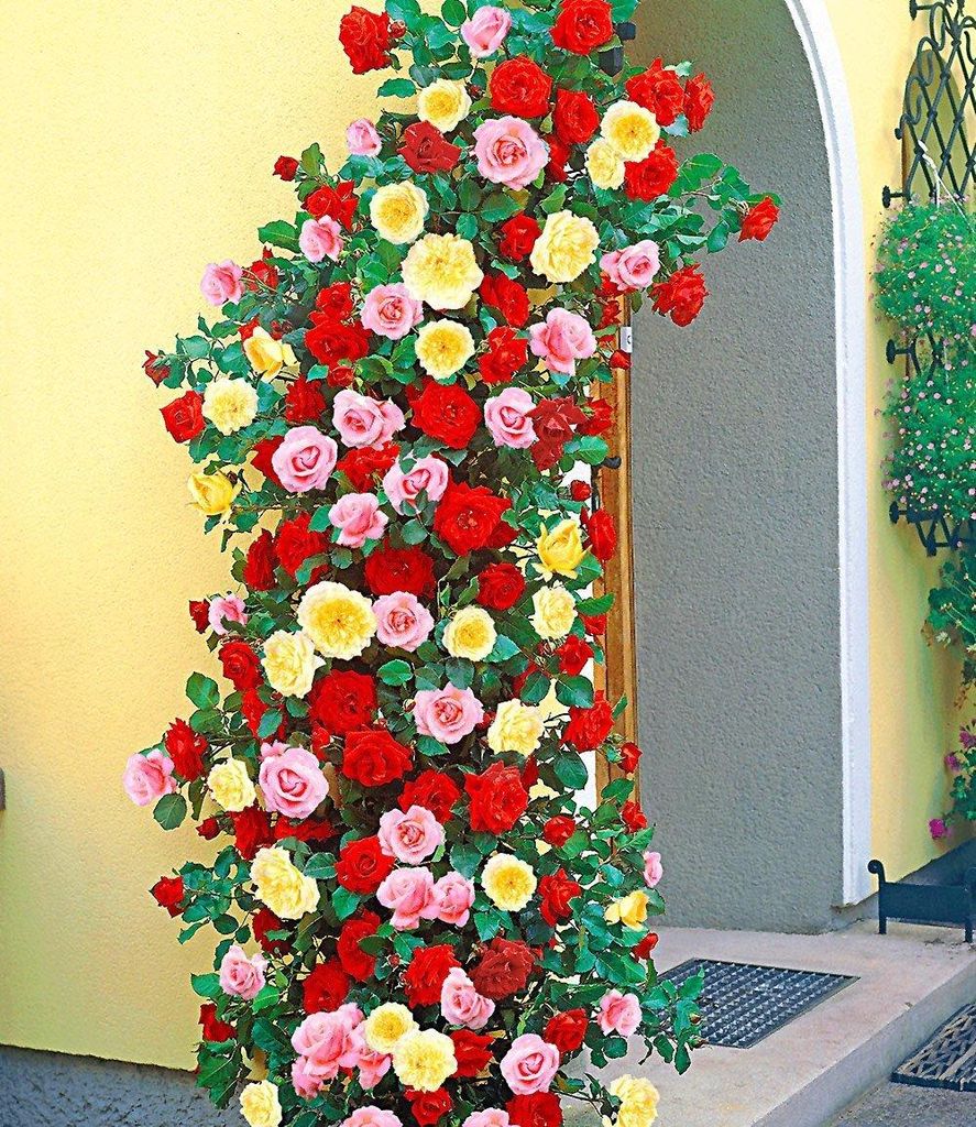 BALDUR Garten 3er Kletterrosen-Trio, Pflanzen im 11x11 Produktbild 