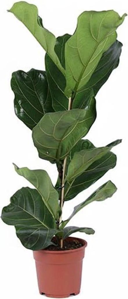 Geigenfeige Ficus Lyrata 80cm Zimmerpflanze groß pflegeleicht Modern Dekorativ