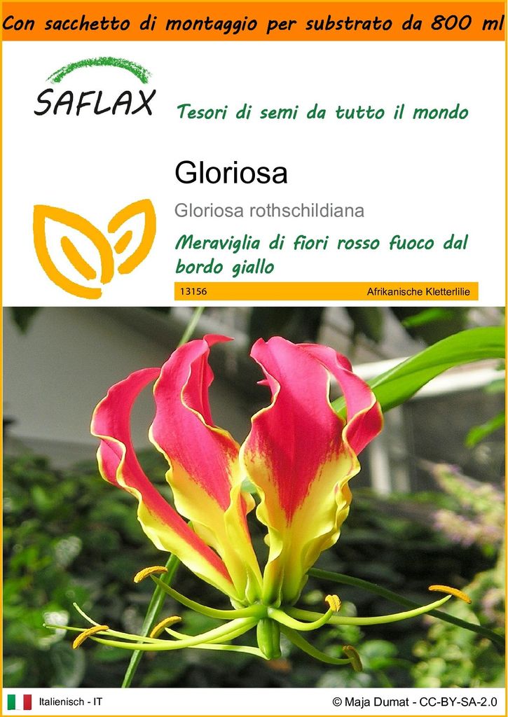 SAFLAX Garden in the bag - Gloriosa - 15 semi - Gloriosa Immagine del prodotto 