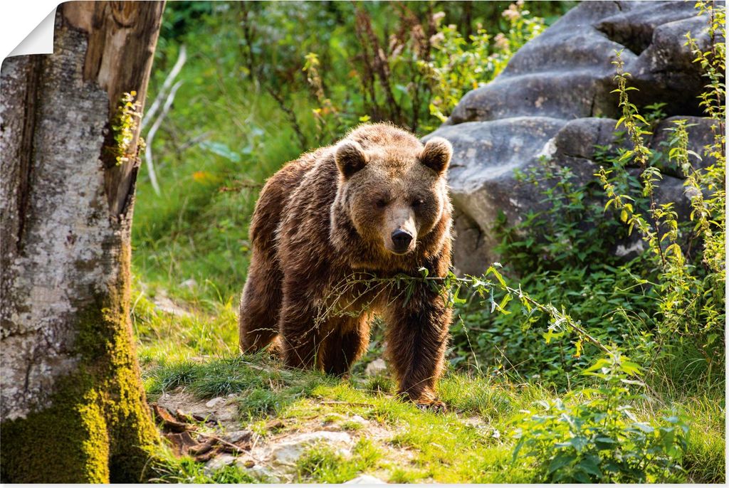 ARTland Poster Braunbär auf Wanderung Größe: 120x80 cm