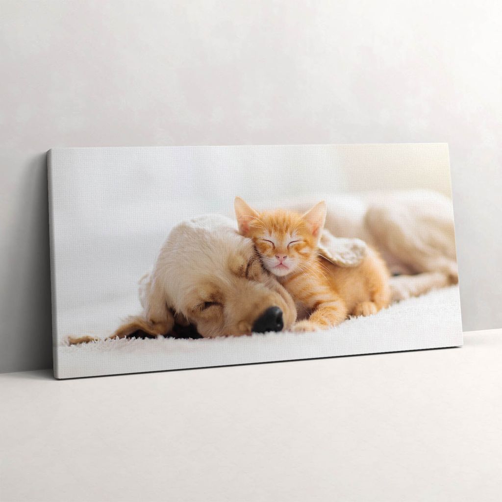 Schlafende Tiere Katze und Hund – Leinwandbild Wandbild – 100x50 cm – Leinwandbilder – Wandbilder – Schlafzimmer – Flur