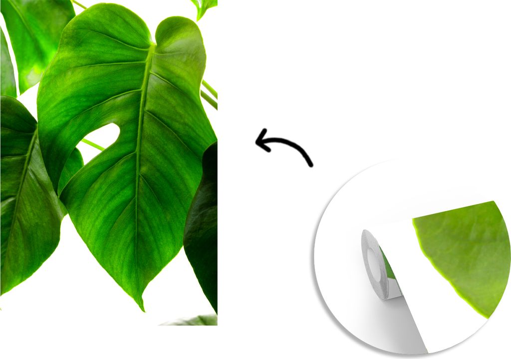 MuchoWow Fototapete für Wohnzimmer oder Schlafzimmer Wandtapete Vinyl Motivtapete Ein grünes und botanisches Blatt auf weißem Hintergrund - 17...