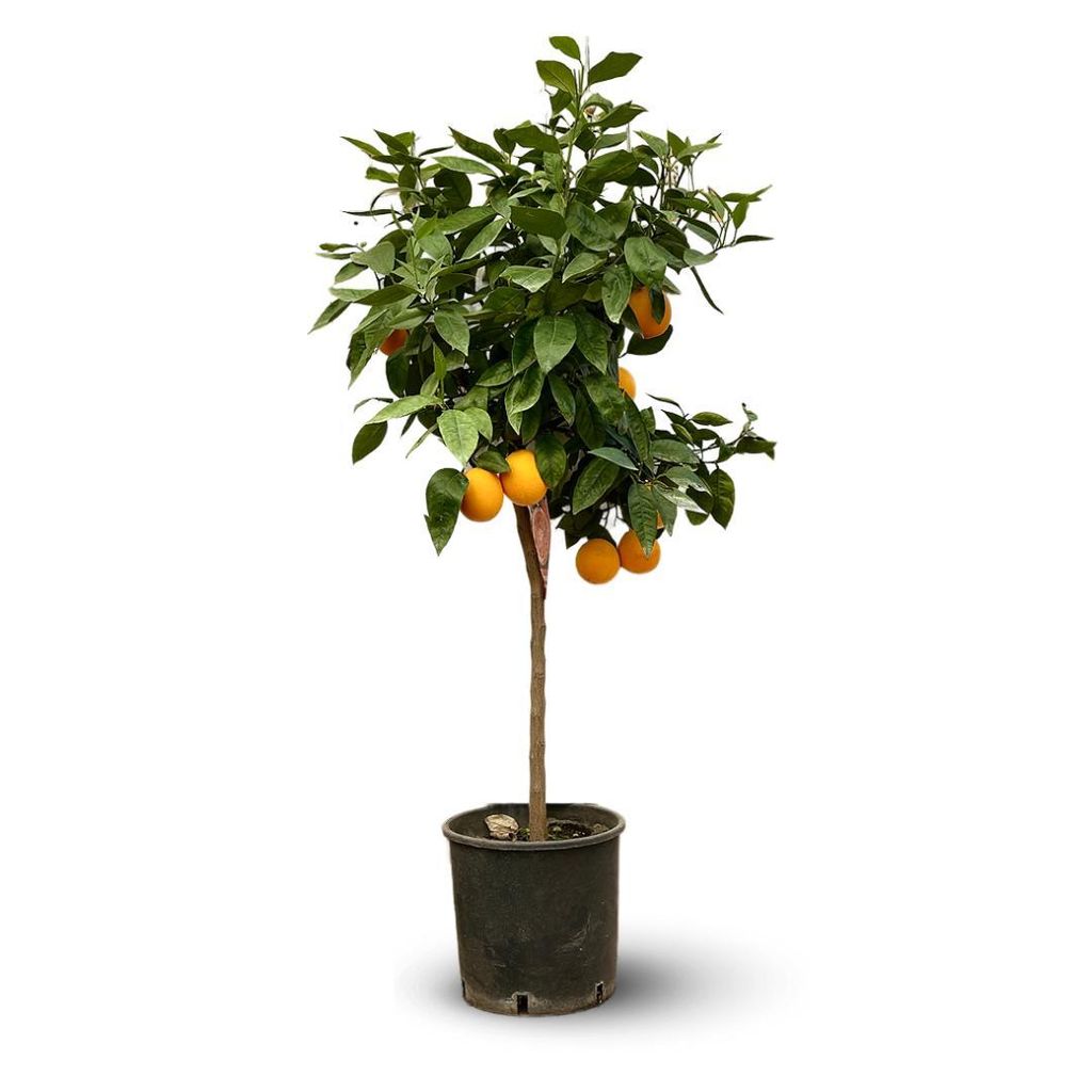 Oranger - agrume méditerranéen - arbre fruitier - ↕ 120-130 Image du produit 