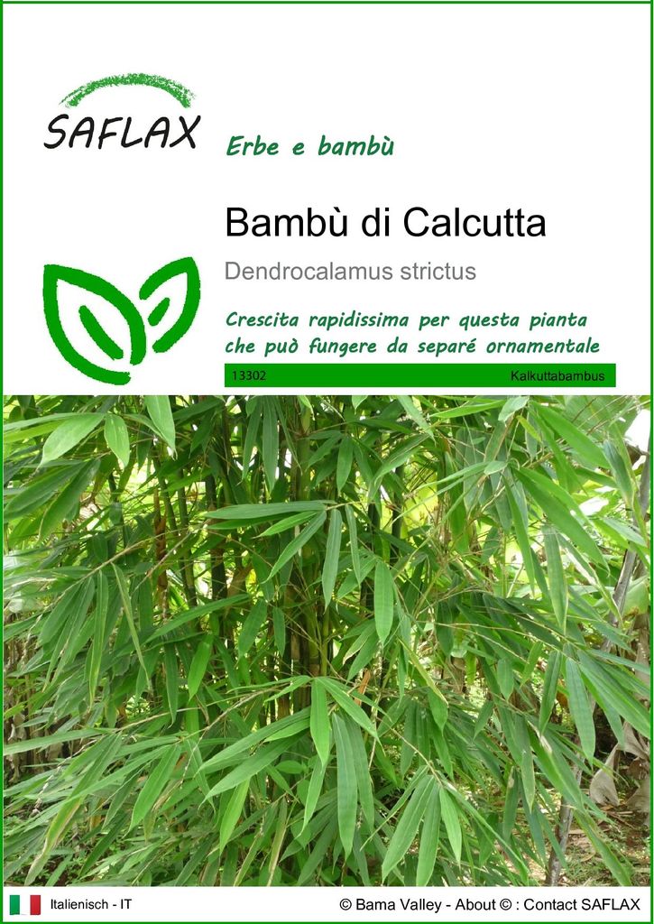 SAFLAX  - Bambù di Calcutta - 50 semi - Dendrocalamus Immagine del prodotto 