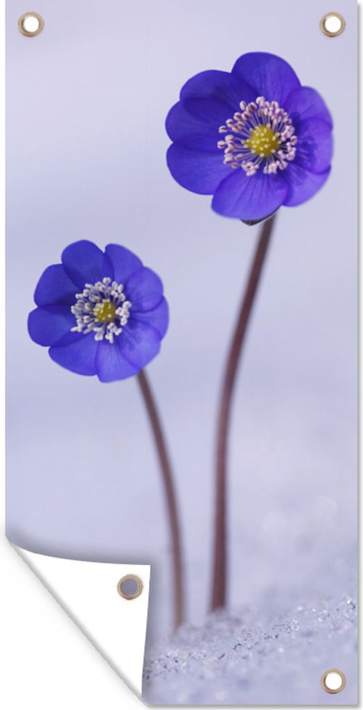 MuchoWow 30x60 cm Outdoor-Poster Gartendeko Sichtschutz Garten Poster für den Garten Blumen - Schnee - Lila