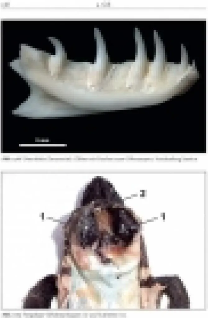 Livre Heloderma suspectum guide pour aménagement terrarium lézard - 5