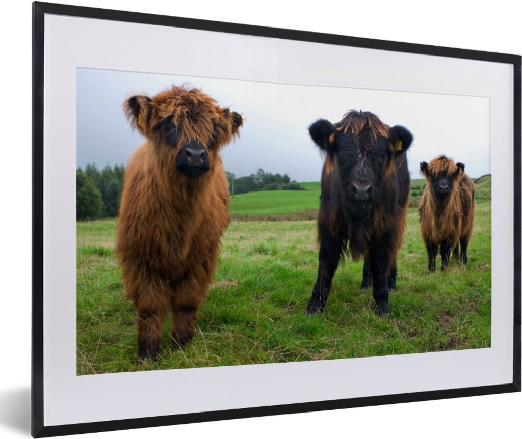 MuchoWow® Gerahmtes Poster Schottische Highlander - Kühe - Produktbild 