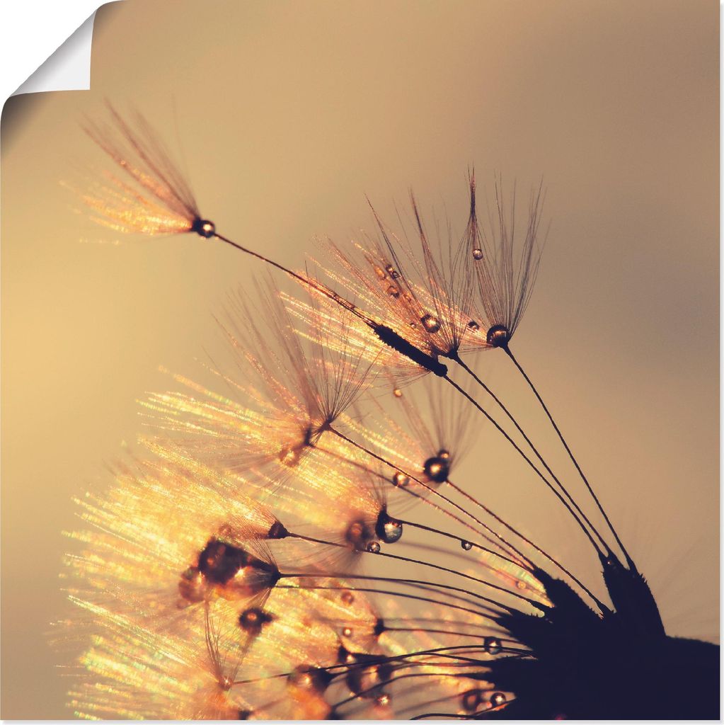 ARTland Poster Pusteblume Goldene Schirmchen Größe: 70x70 cm