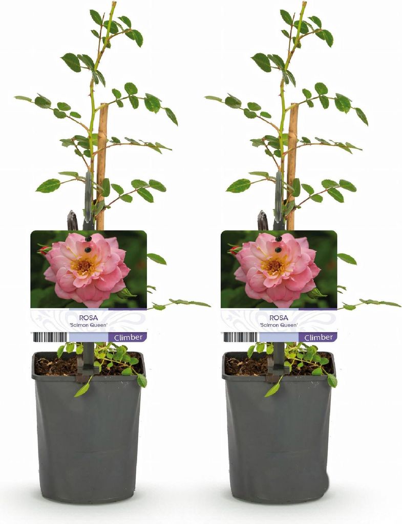 GreenboutiQ - Kletterrose - Rosa Salmon Queen - Blüte Produktbild 