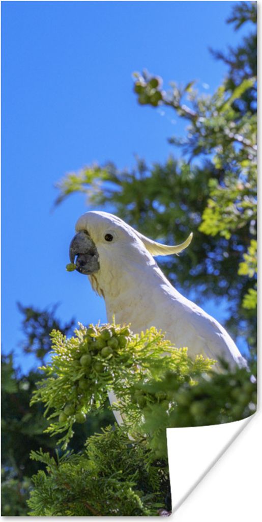 MuchoWow Poster Weißer Kakadu in einem grünen Baum 75x150 cm - Dekoration für die Wände