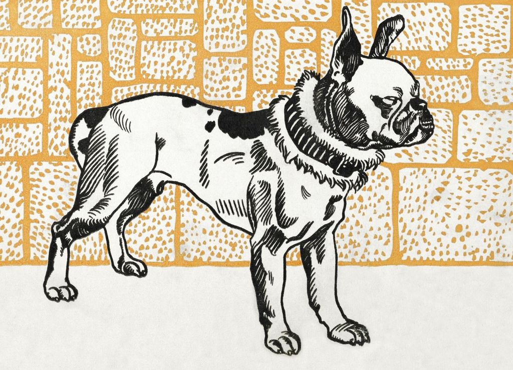 Plakat 18x13cm Pitbull Terrier, Moriz Junga Vintage für das Wohnzimmer