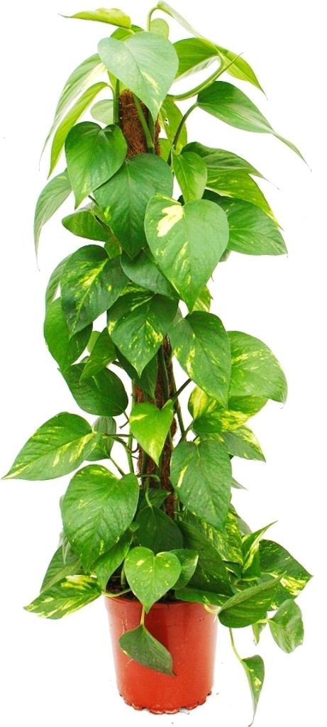 Epipremnum aureum, bre?tan na machovej pali?ke Obrázok produktu 