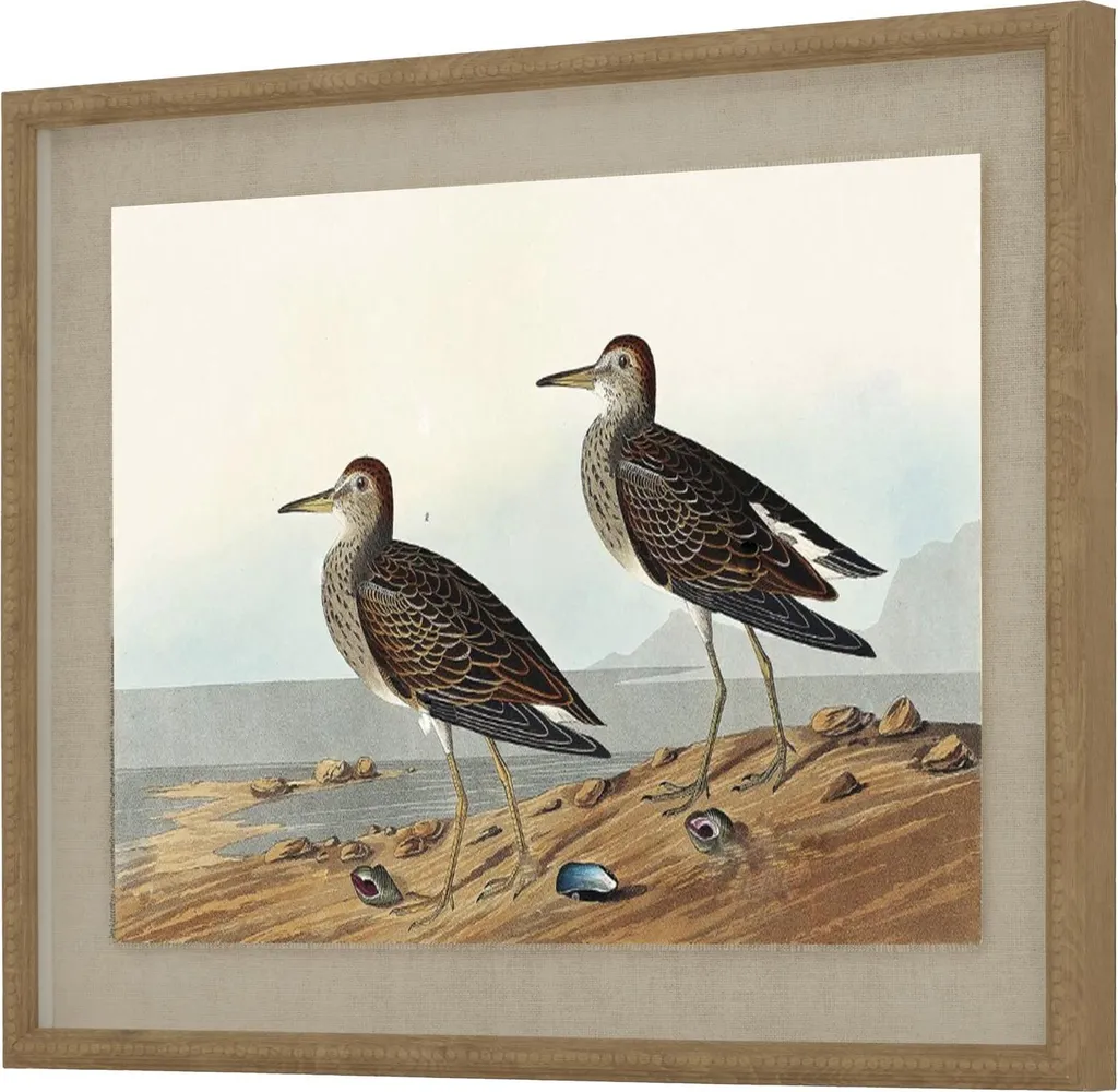 Tableau déco oiseaux Bécassines sous verre 50x40 cm Hill Interiors Marron