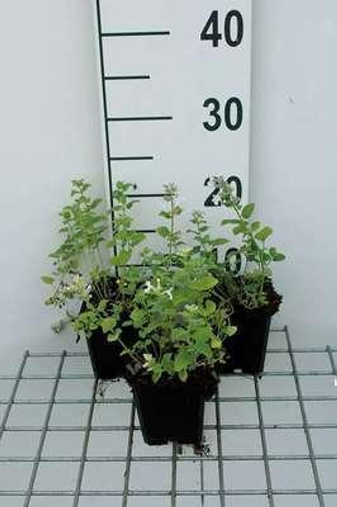 6 x Nepeta racemosa 'Snowflake' - Katzenminze - Topf 9 x 9 cm