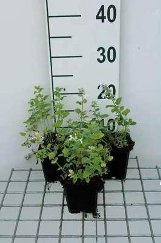 6x Nepeta racemosa Snowflake Herbe à chat en pot 9x9cm pour jardin