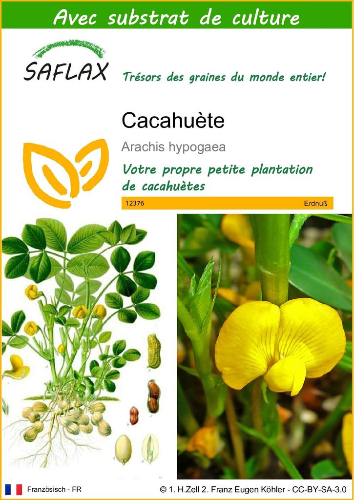 SAFLAX  - Cacahuète - 8 graines - Avec substrat - Arachis Image du produit 