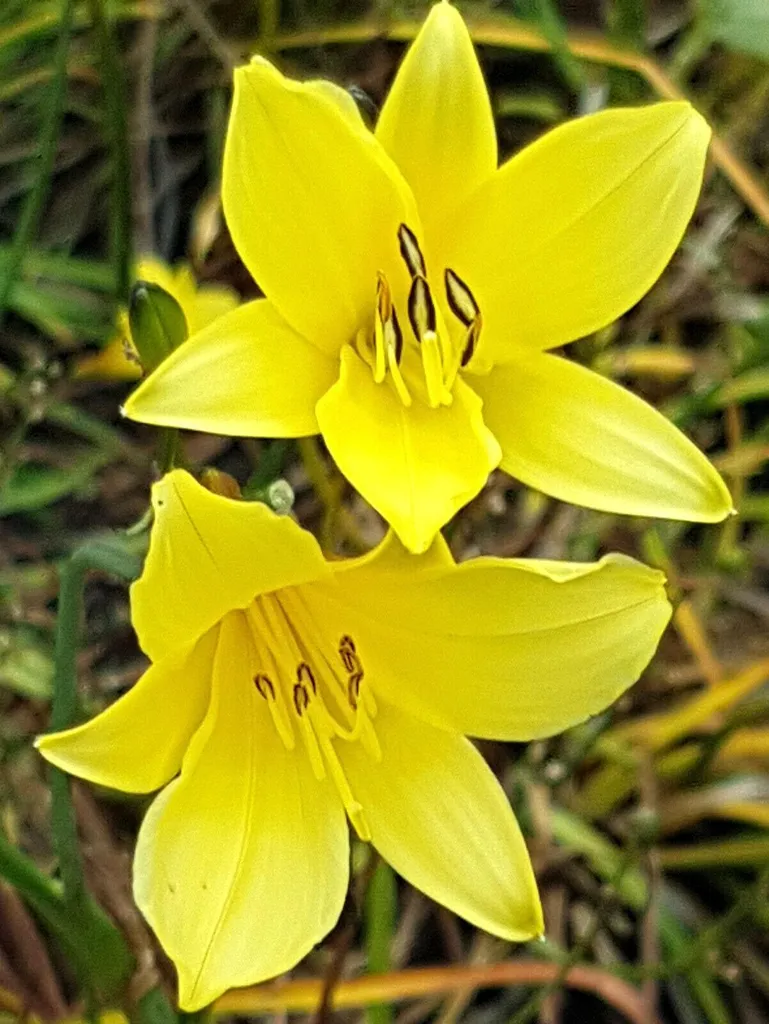 Lot 10 Hémérocalles Hemerocallis Minor jaunes pour bordures et massifs