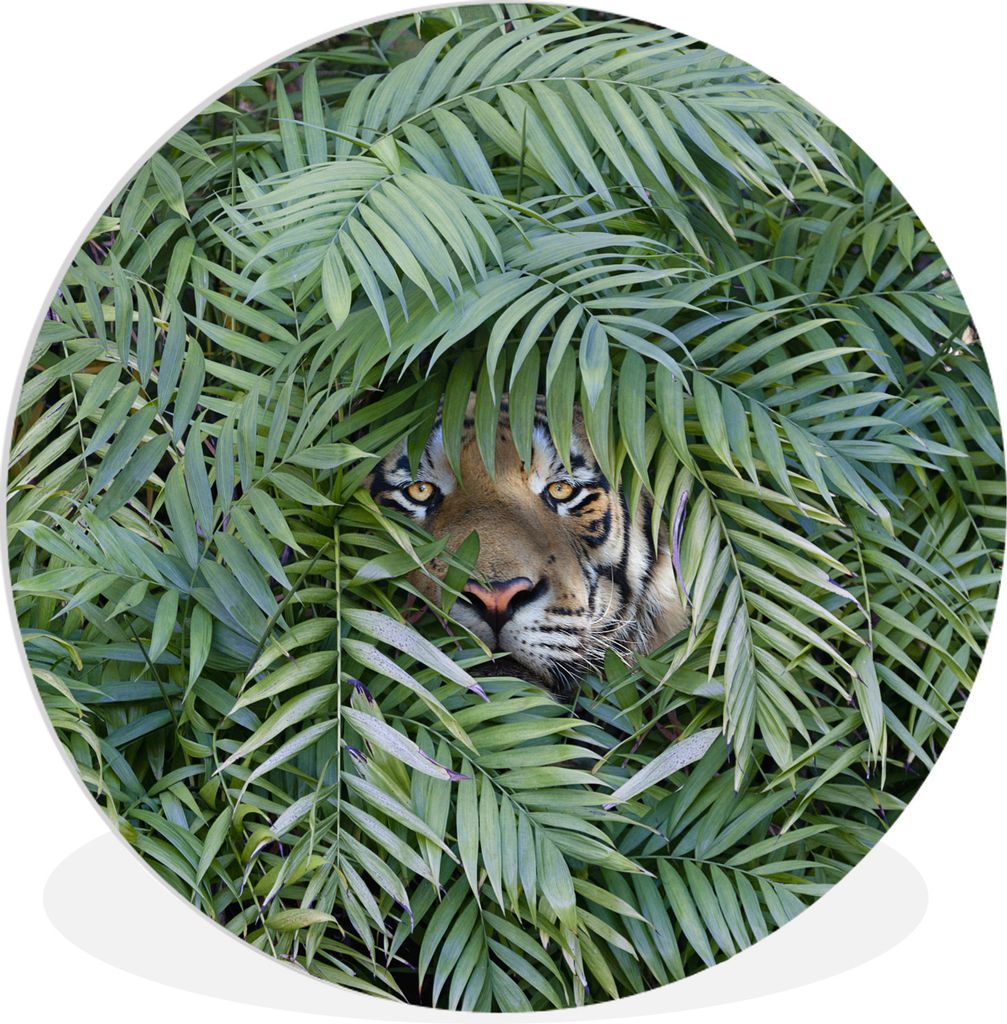 MuchoWow Rundes Wandbild - Runde Bilder Versteckter Tiger zwischen den Pflanzen Ø 90 cm Kreis Wanddekoration Kunststoff - Wandkreis - Wandschmuc...