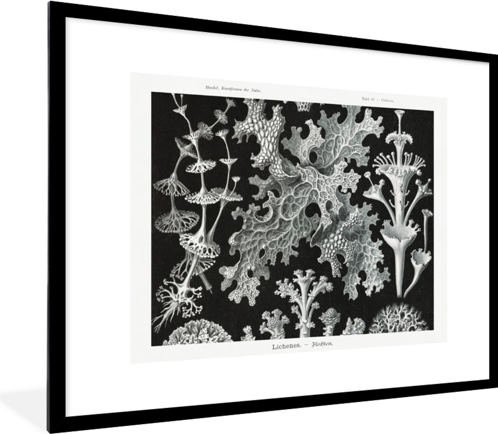 MuchoWow Gerahmtes Poster Moos - Botanisch - Vintage - Schwarz und weiß - Pilz Illustration 80x60 cm - Poster mit Schwarzem Bilderrahmen Wandpos...