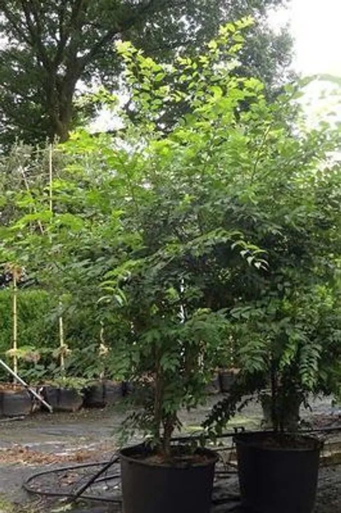 Zelkova serrata Zelkove du Japon 60-80 cm aux couleurs d'automne vives