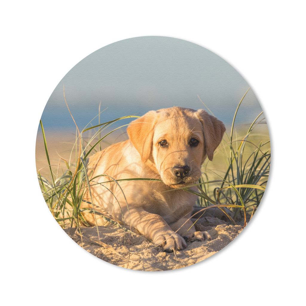 MuchoWow Mauspad Mousepad Labrador Retriever Welpe auf den Sanddünen liegend 30x30 cm - Mousepads - Maus Mat - Pad - Mausunterlage - Tischunterl...