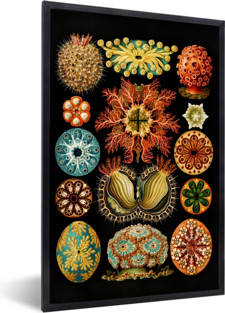 MuchoWow Gerahmtes Poster Vintage - Ernst Haeckel - Meerestier - Natur - Meer - Kunst 40x60 cm - Poster mit Schwarzem Bilderrahmen Wandposter Rah...