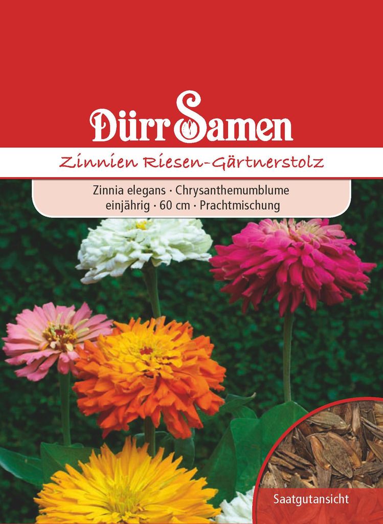 Zinnie Riesen Gärtnerstolz | Zinniensamen von Dürr Samen Produktbild 