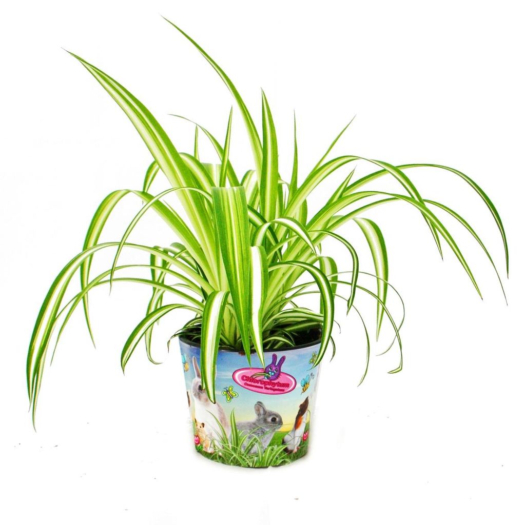 Set mit 3 Futterpflanzen für Heimtiere Chlorophytum Produktbild 
