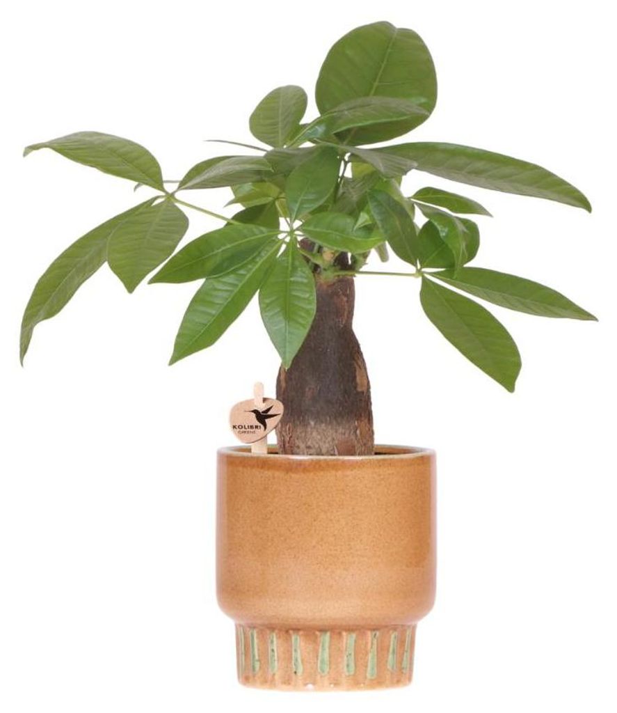Pachira Zimmerpflanze im Bold Übertopf Ø9cm Glückskastanie – kräftiger Stamm & frische Blätter pflegeleicht für Wohnung & Büro frisch vom ...