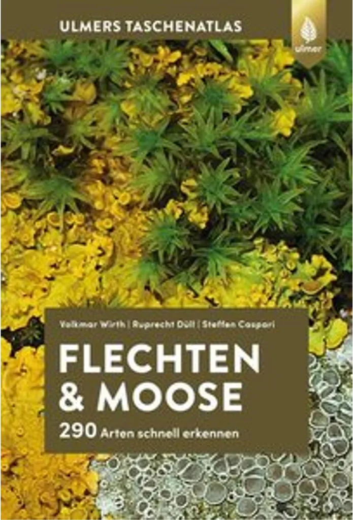 Mousses et lichens décoratifs pour murs végétaux et DIY créatif vert