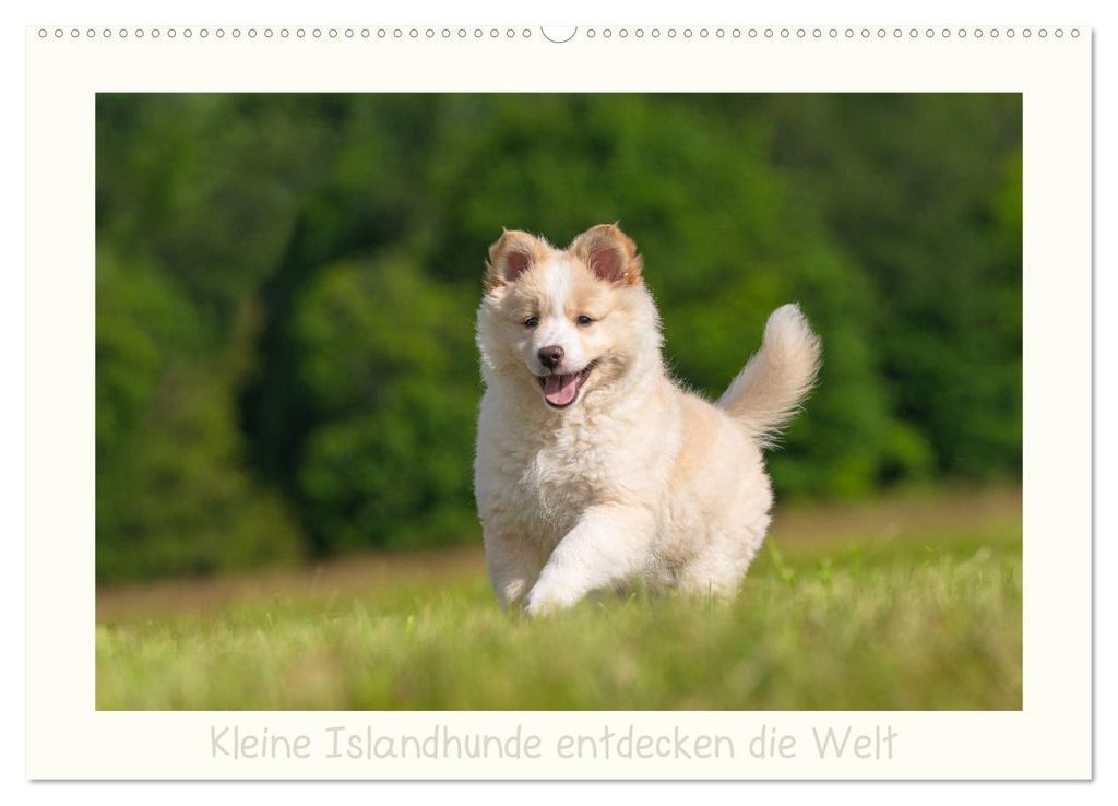 Kleine Islandhunde entdecken die Welt (Wandkalender 2027 DIN A2 quer), CALVENDO Monatskalender
