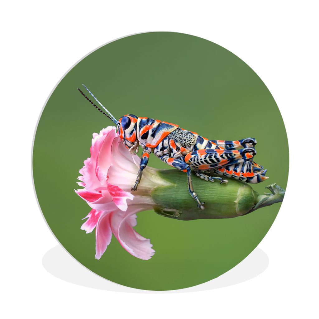 MuchoWow Rundes Wandbild - Runde Bilder Grashüpfer - Blume - Grün Ø 90 cm Kreis Wanddekoration Kunststoff - Wandkreis - Wandschmuck - Wand-Kre...