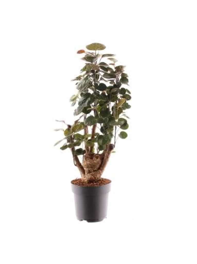 Polyscias Fabian 40cm Zimmerpflanze