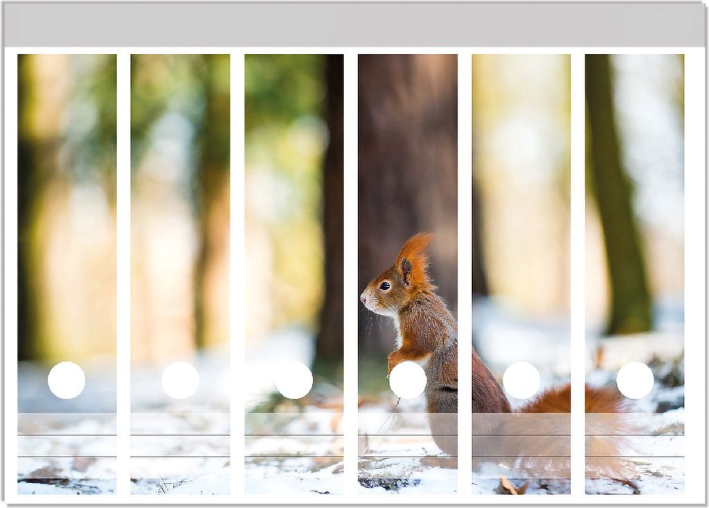 Wallario Ordnerrücken Sticker, selbstklebend für breite Ordner, 6 Stück, Motiv Neugieriges Eichhörnchen im verschneiten Wald