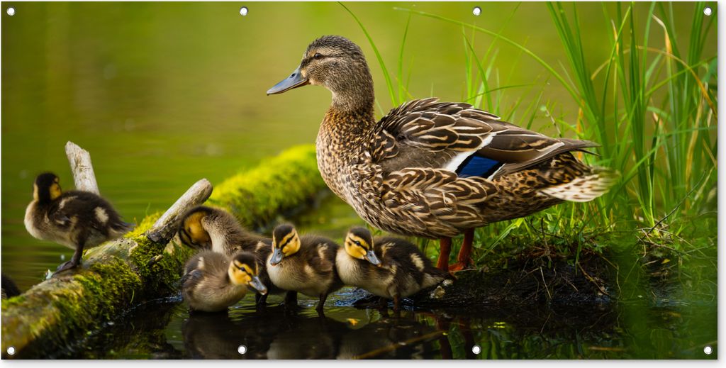 MuchoWow 160x80 cm Outdoor-Poster Gartendeko Sichtschutz Garten Poster für den Garten Ente - Vögel - Wasser - Zweig - Moos