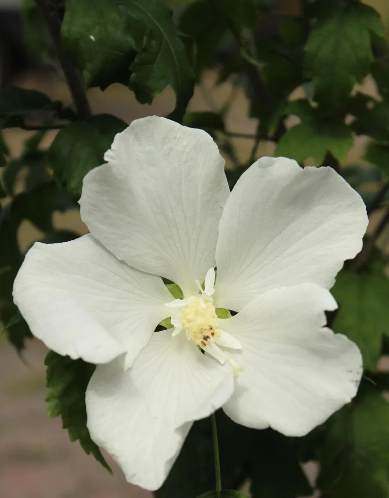 Arbuste Althéa blanc - Hibiscus syriacus Diana 60-80 cm pour massif