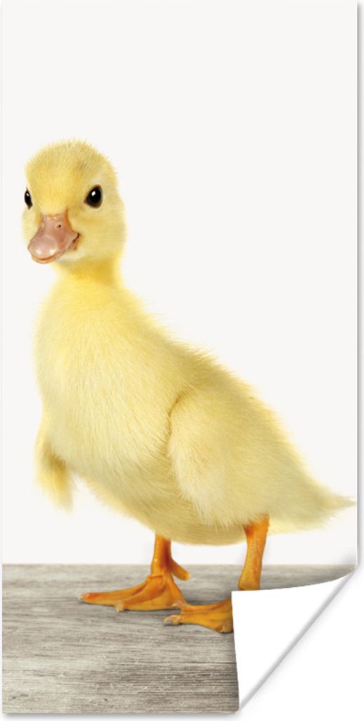 MuchoWow Poster Ente - Küken - Tiere - Süß - Mädchen - Jungen - Kinder 20x40 cm - Plakat - Foto