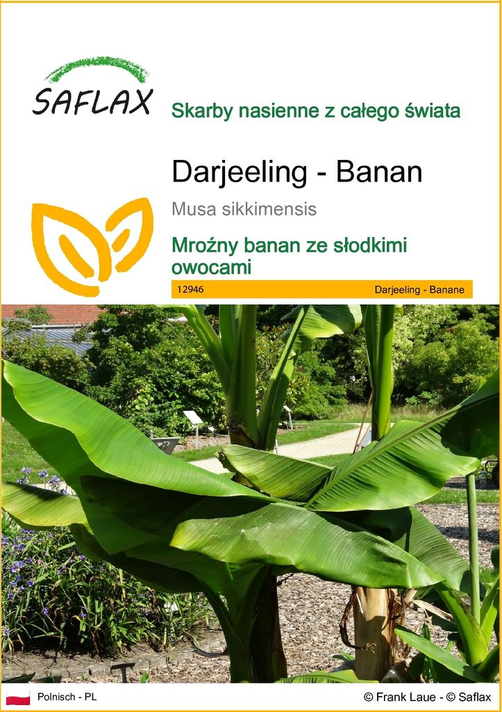 SAFLAX - Darjeeling - Banan - 5 Nasiona - Musa sikkimensis Zdjęcie produktu 